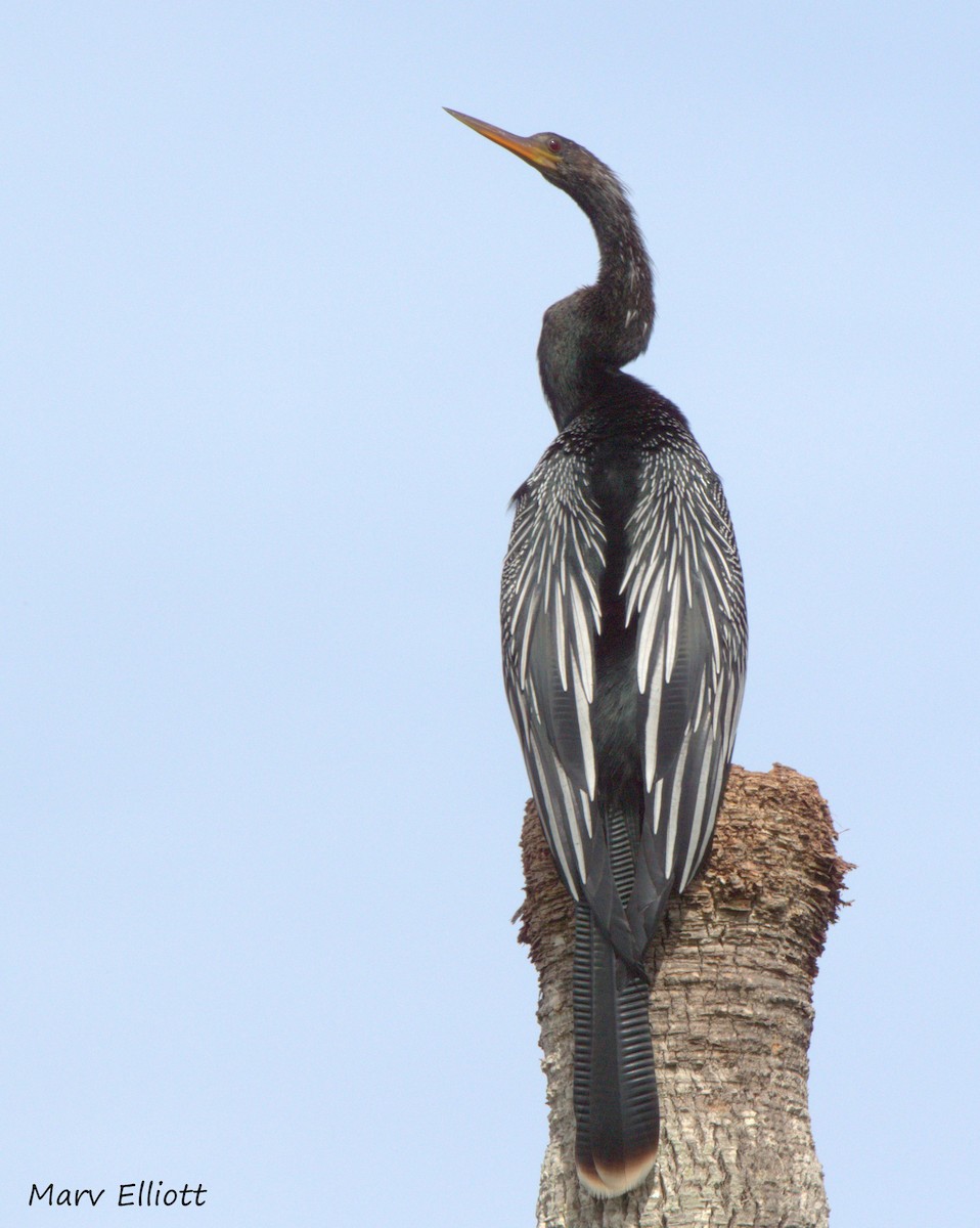 Anhinga - ML24447531