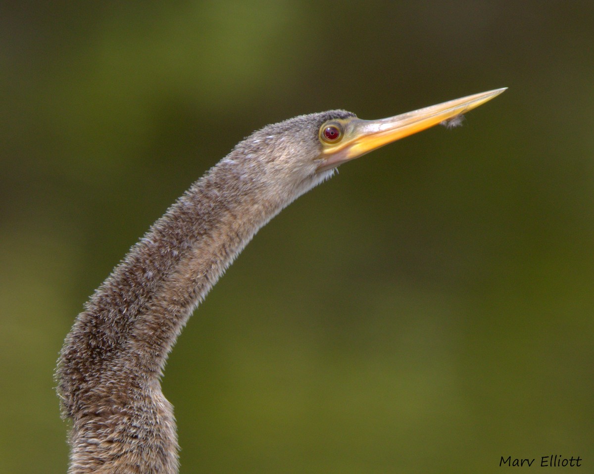 Anhinga d'Amérique - ML24447811