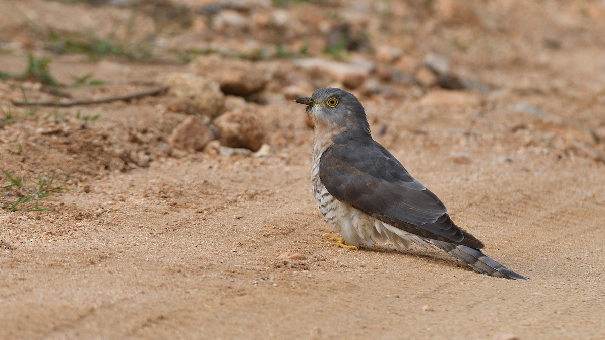 Common Hawk-Cuckoo - ML244478431