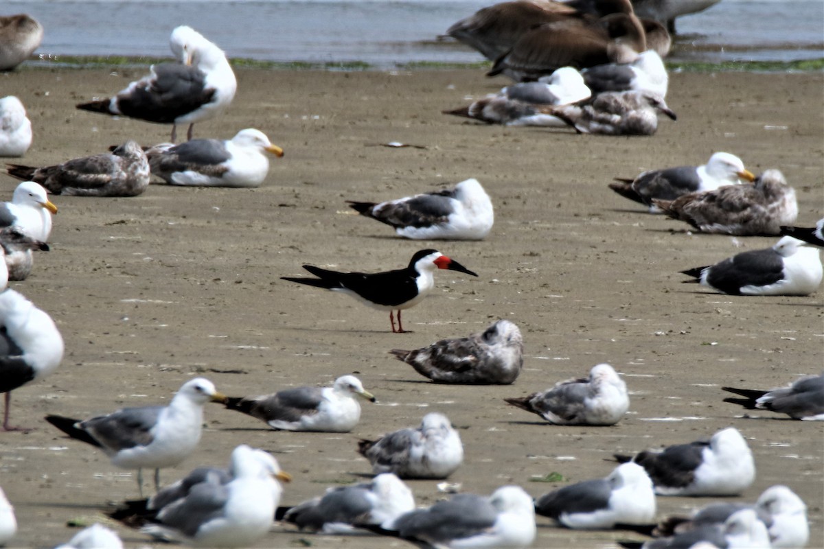 Black Skimmer - ML244479121