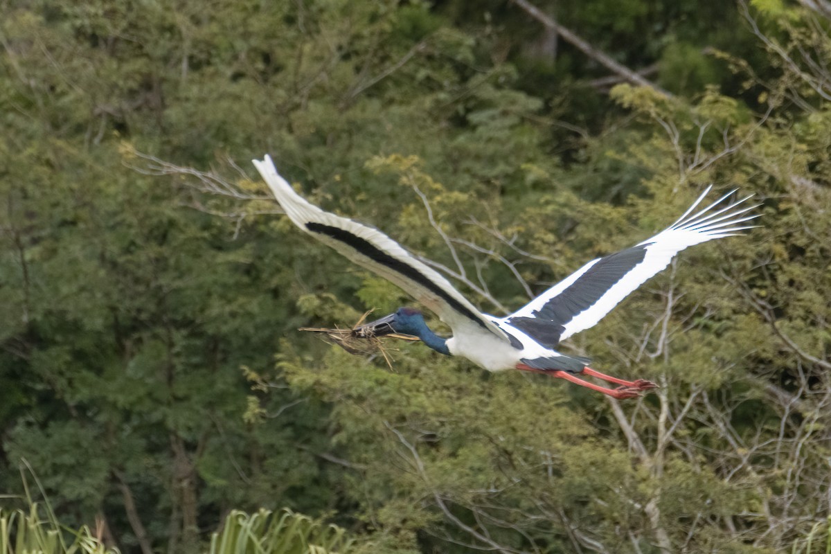 Black-necked Stork - ML244479691