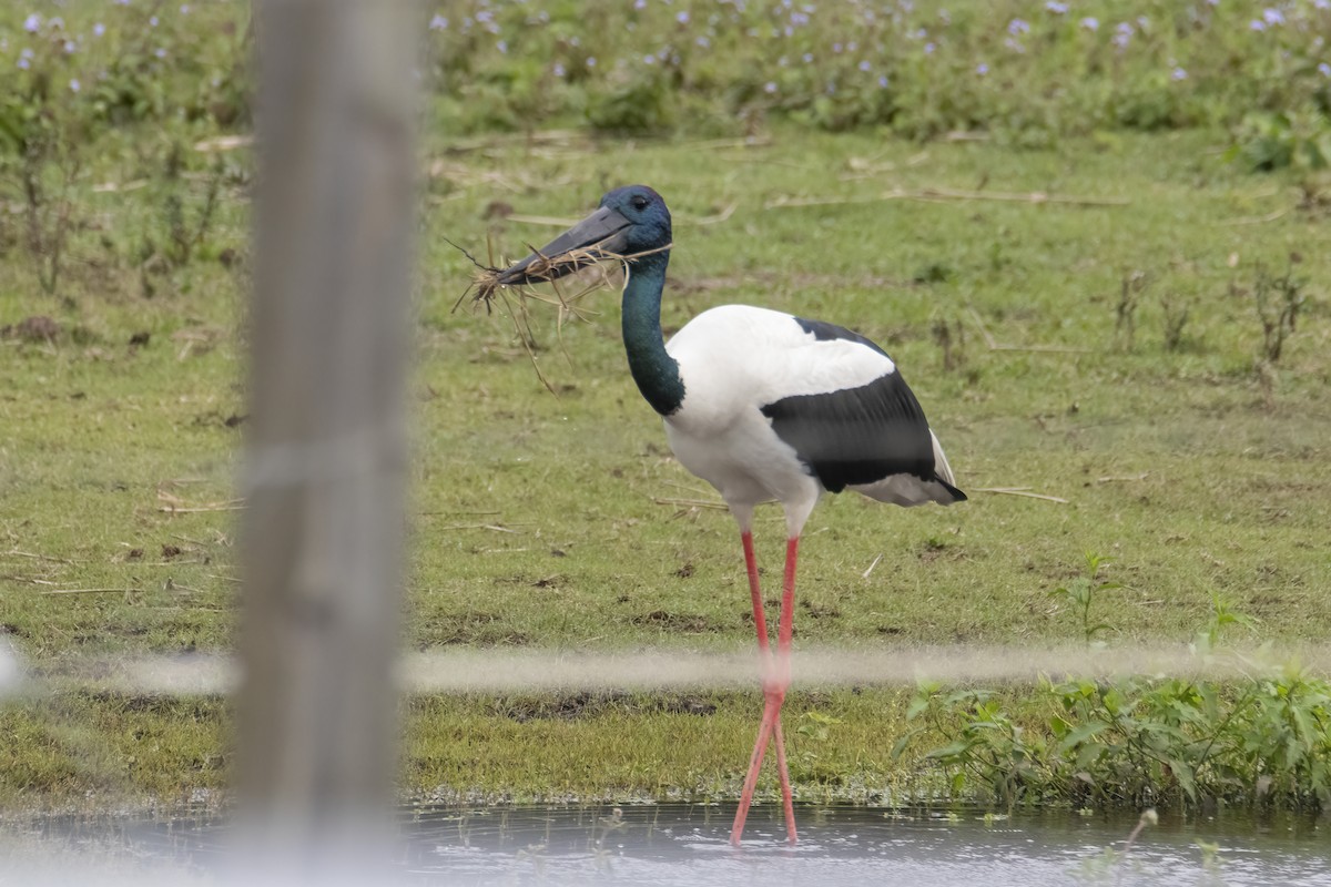 Jabiru d'Asie - ML244479711