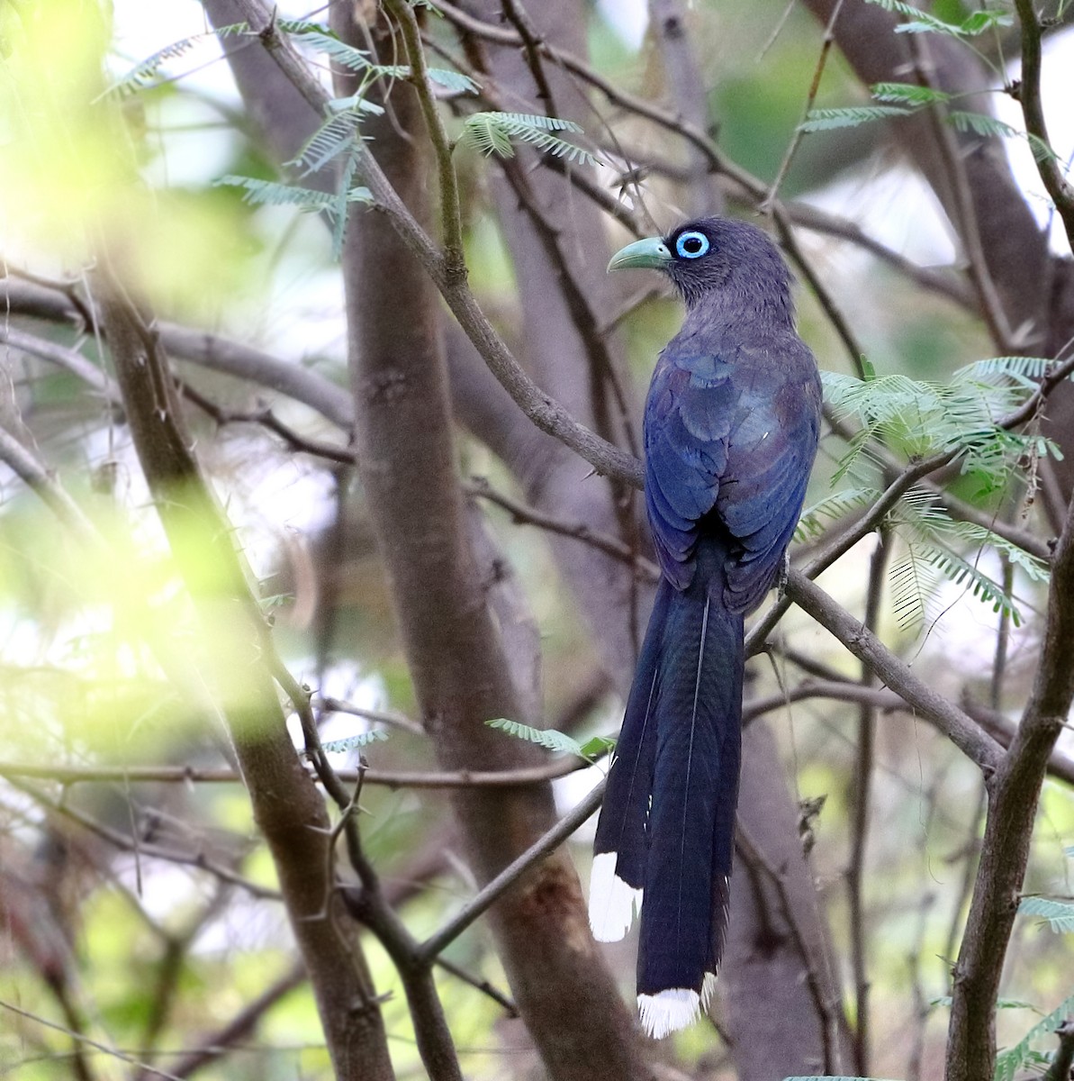 Blue-faced Malkoha - ML244480171
