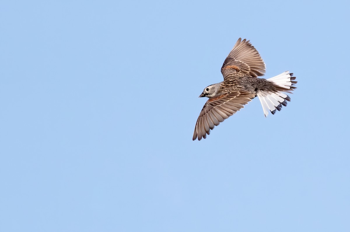 Thick-billed Longspur - ML244481331