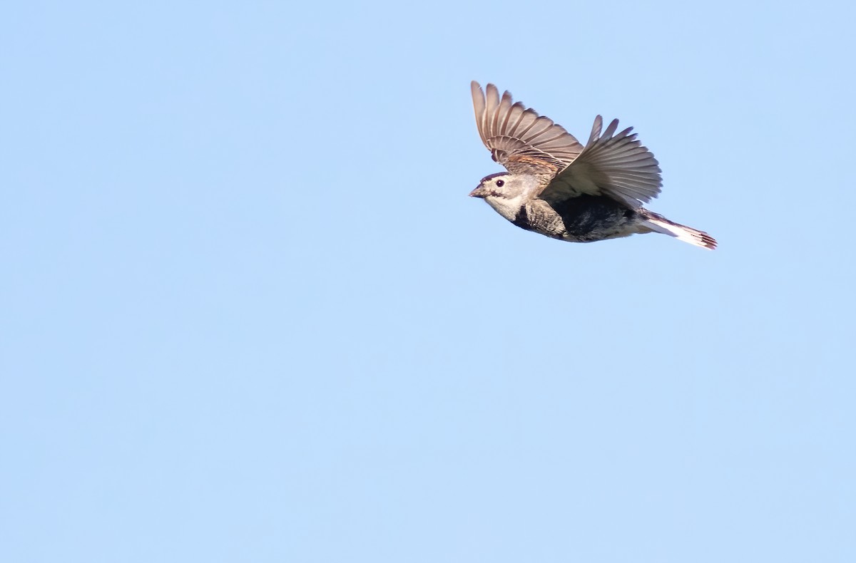 Thick-billed Longspur - Joachim Bertrands