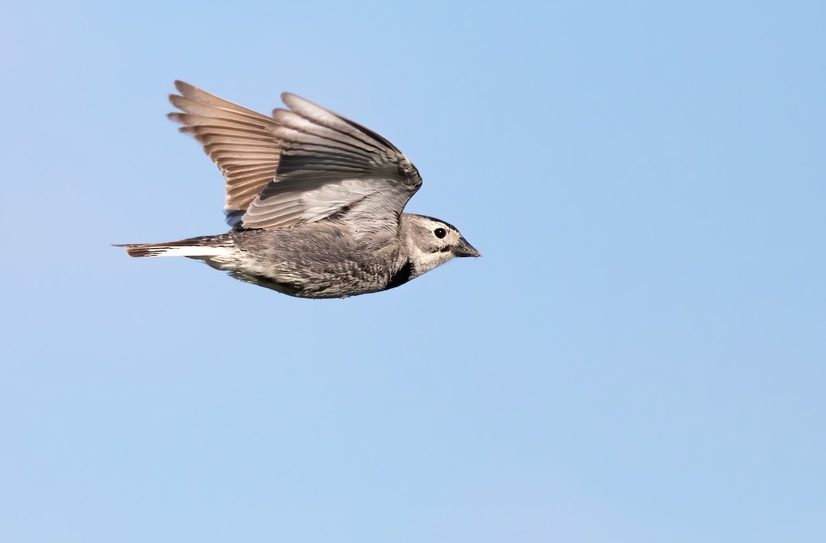 Thick-billed Longspur - ML244481361