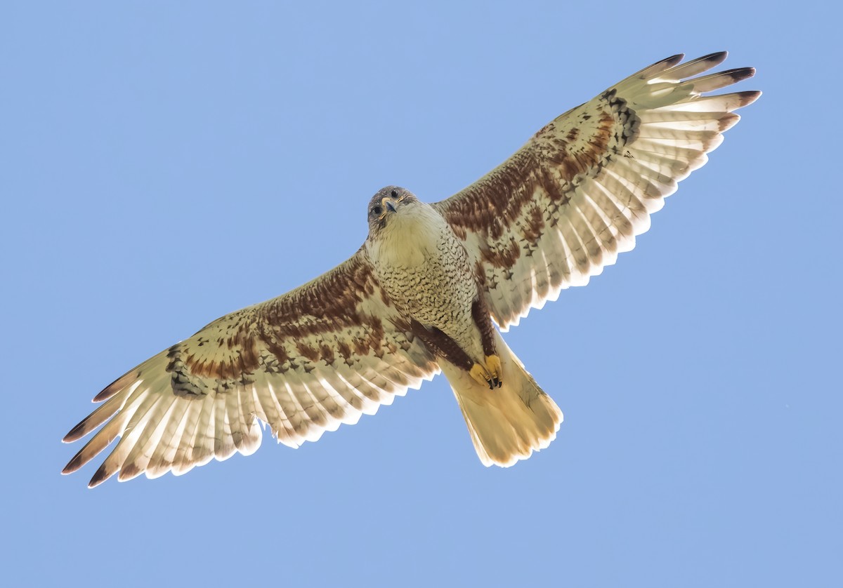 Ferruginous Hawk - ML244481411