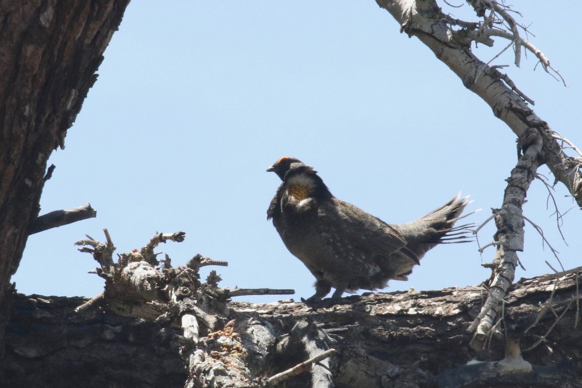 Sooty Grouse - ML244482631