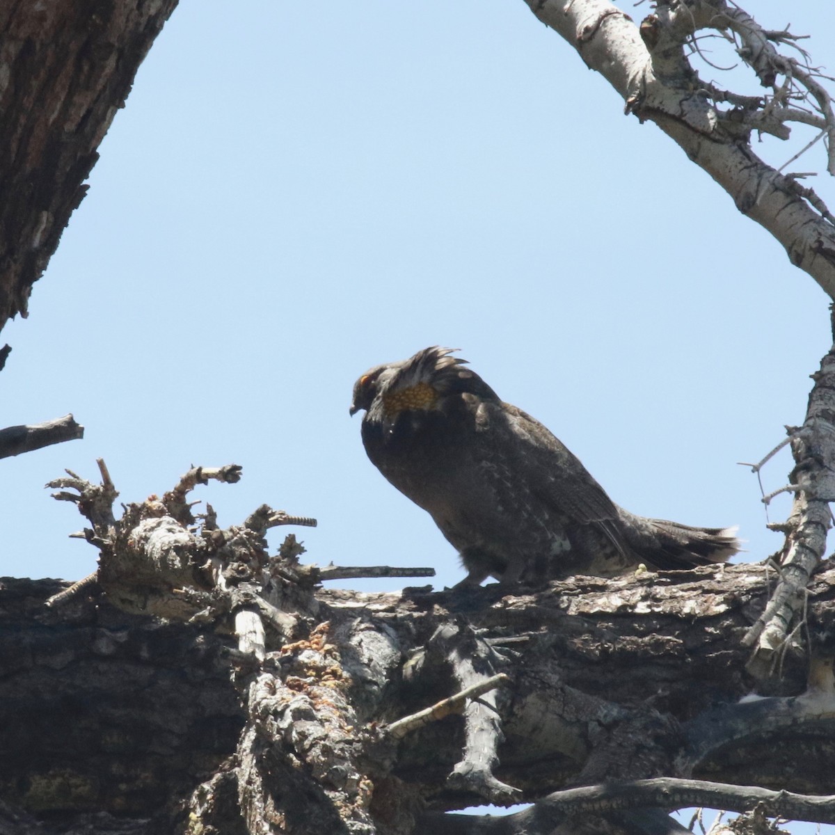 Sooty Grouse - ML244482641