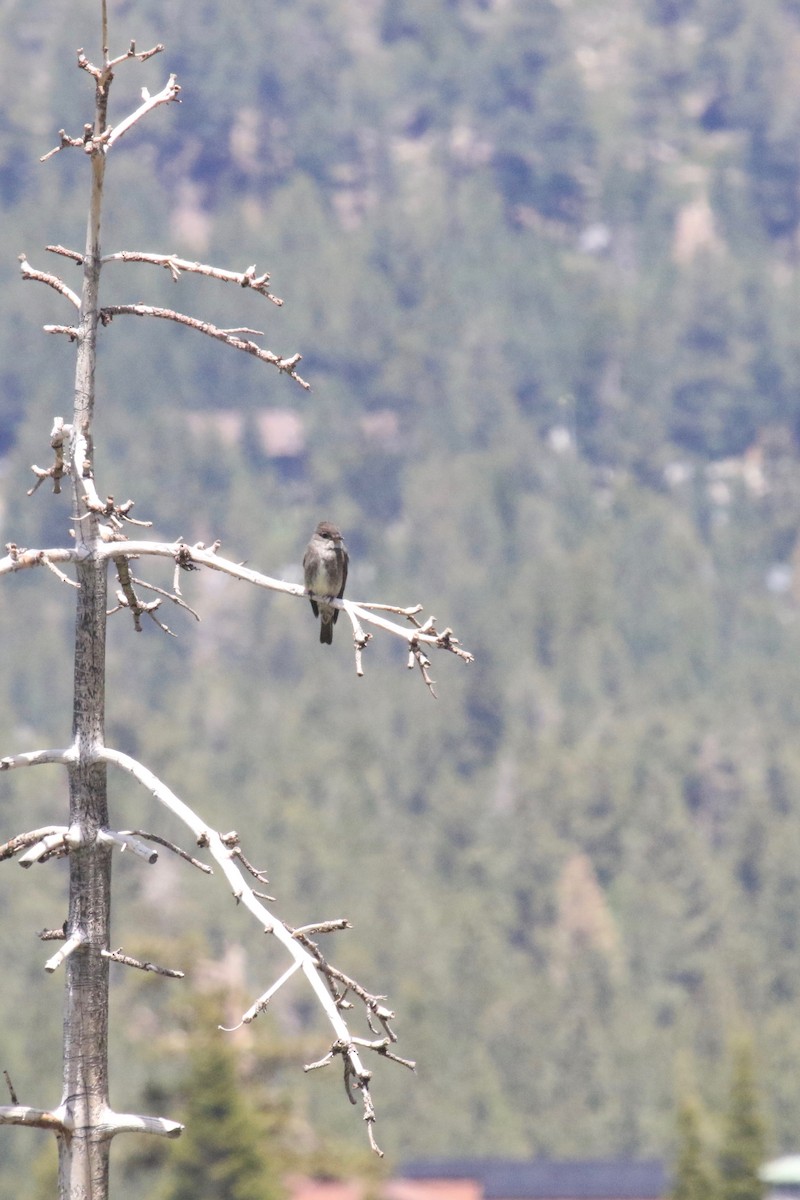 Olive-sided Flycatcher - Oscar Moss