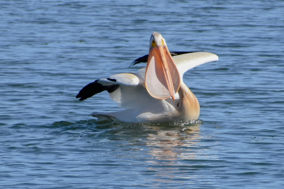 American White Pelican - ML244482841