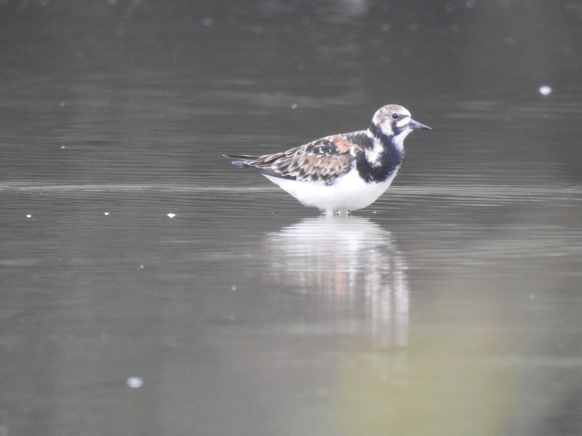 Ruddy Turnstone - ML244483851