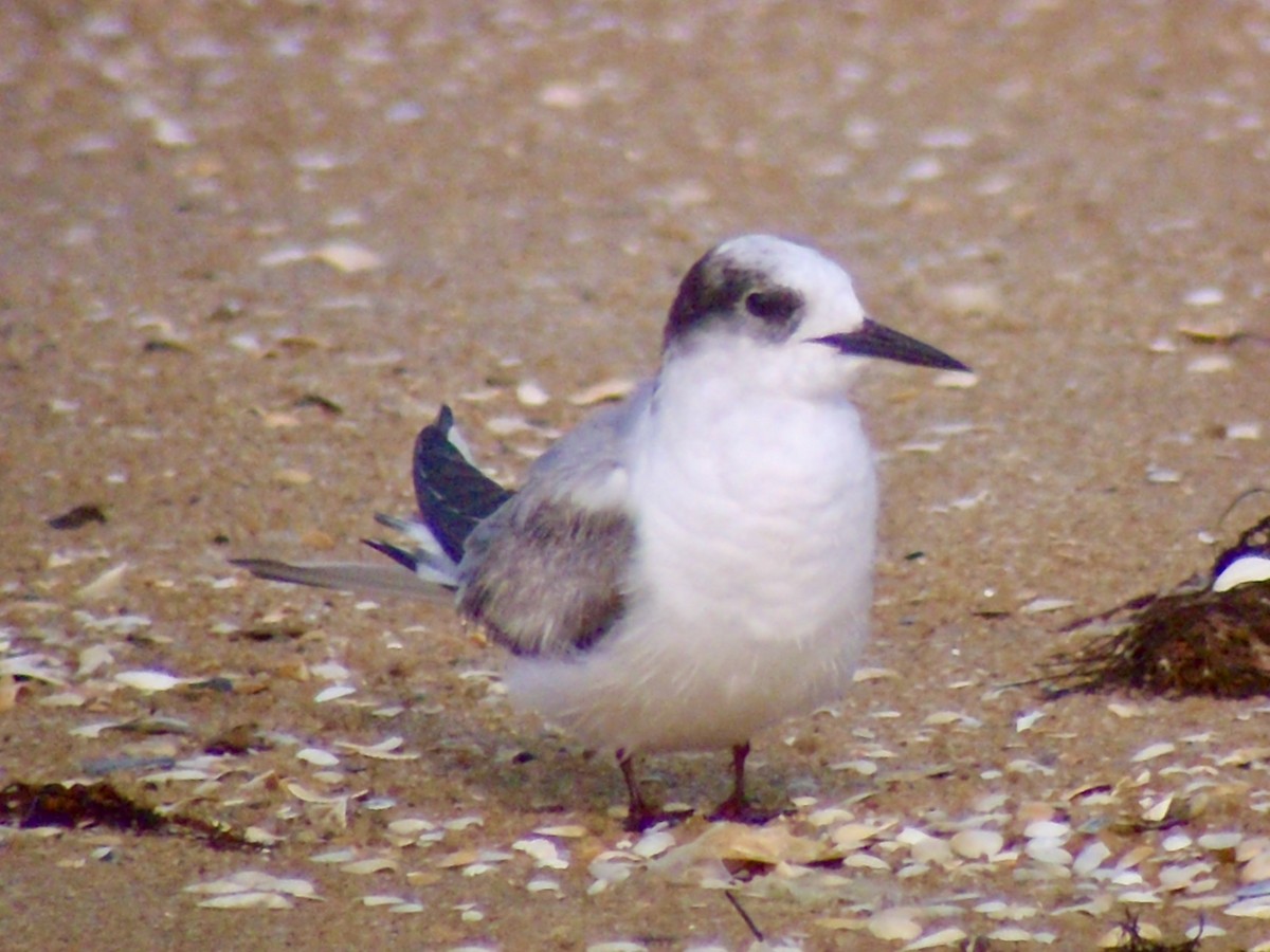 Arctic Tern - ML244485581