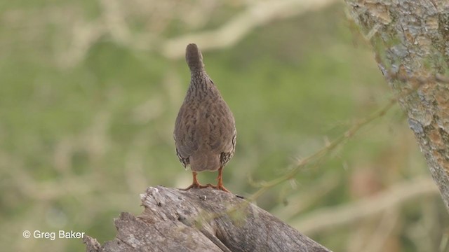 Natal Spurfowl - ML244486321