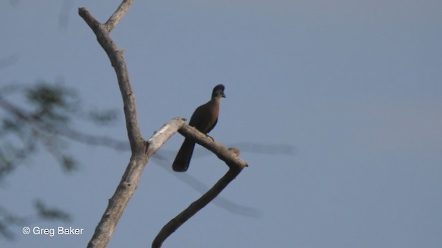 Purple-crested Turaco - ML244486441