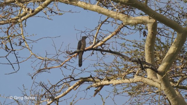 Red-chested Cuckoo - ML244486481