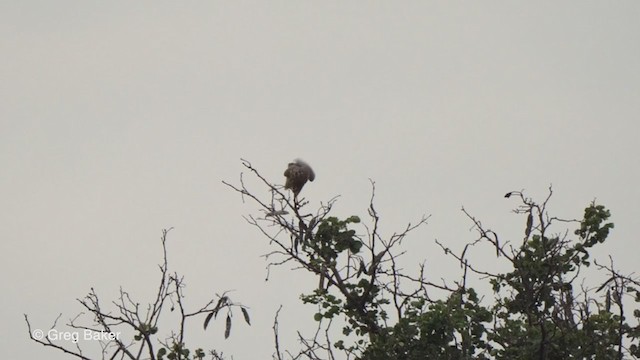 Gabar Goshawk - ML244486591