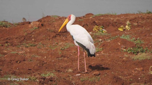 Yellow-billed Stork - ML244486601