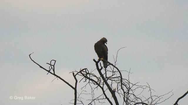 Wahlberg Küçük Kartalı - ML244486621