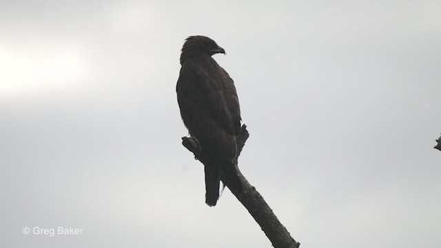 Wahlberg's Eagle - ML244486631