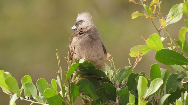 Pájaro Ratón Común - ML244486661