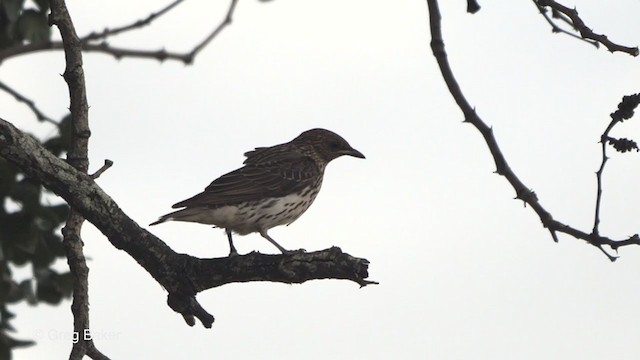 Violet-backed Starling - ML244486721