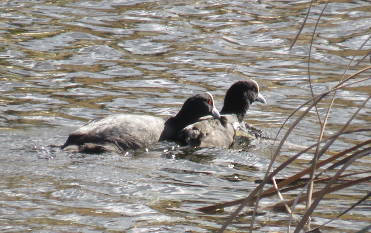 Eurasian Coot - Rodney Macready