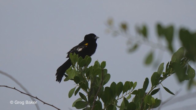 White-winged Widowbird - ML244486741