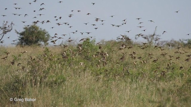 Red-billed Quelea - ML244486841