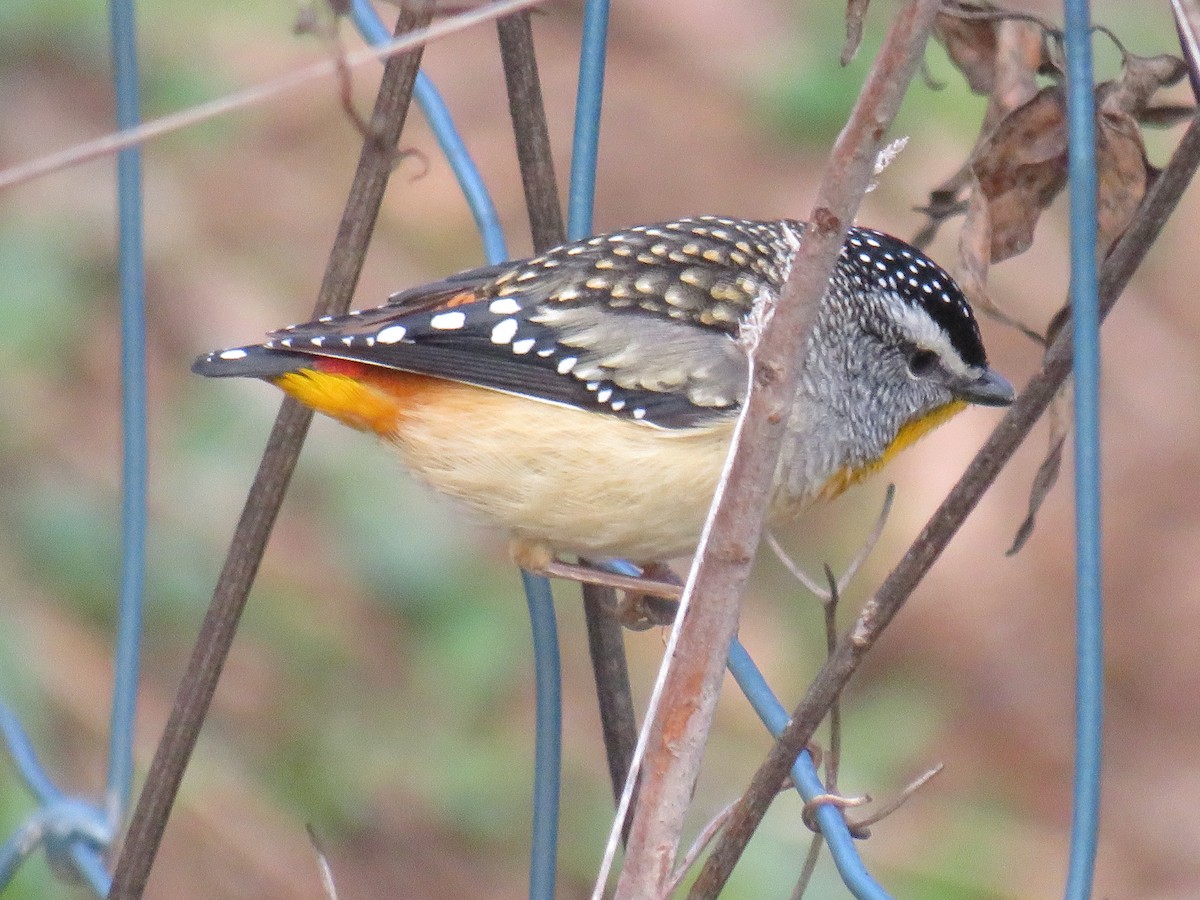 Spotted Pardalote - ML244486851