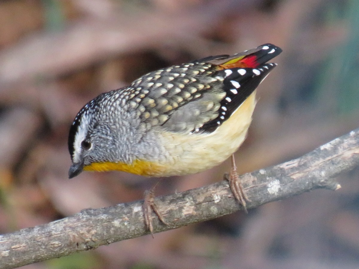 Spotted Pardalote - ML244486861