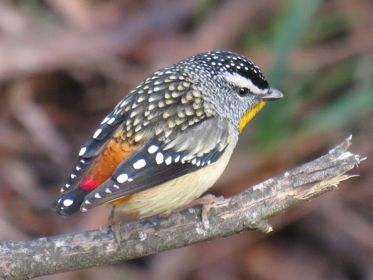Spotted Pardalote - ML244486871