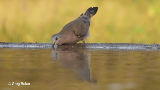 Emerald-spotted Wood-Dove - ML244487261