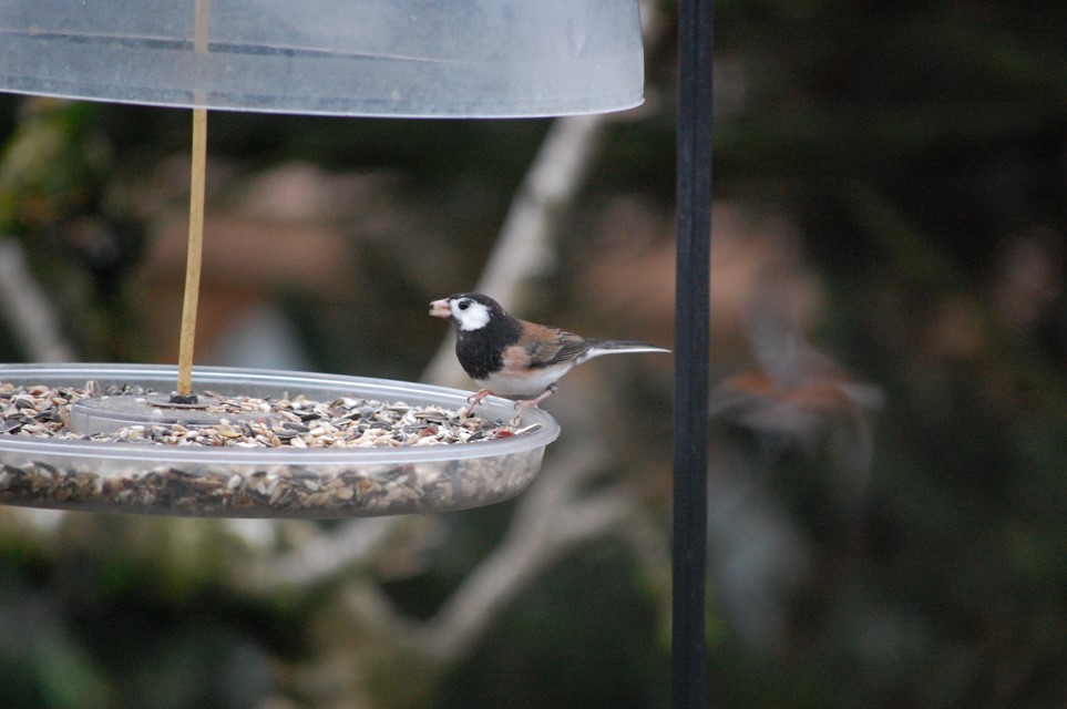 Dark-eyed Junco - ML24448731