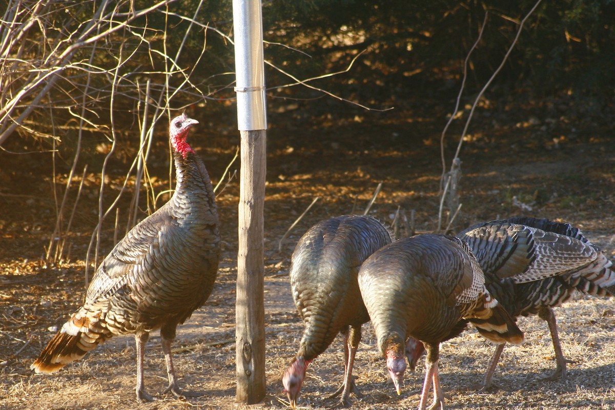 Wild Turkey - ML24448801