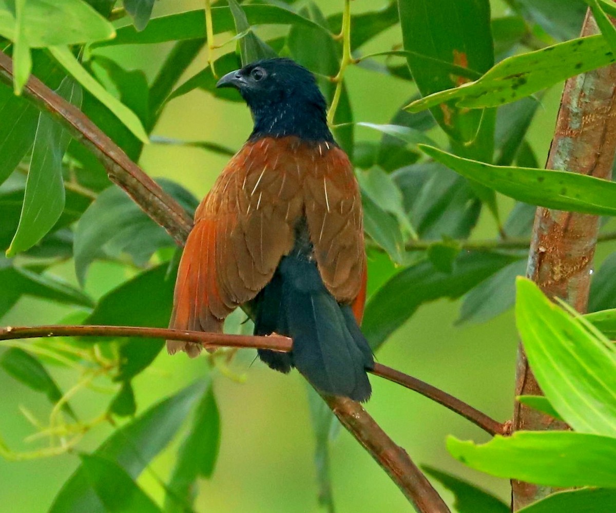Greater Coucal - ML244490101