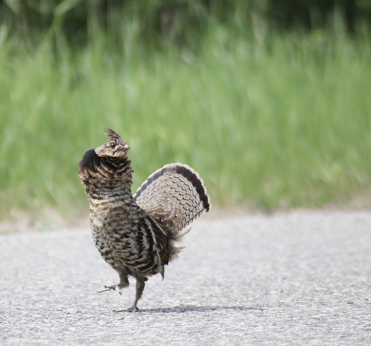 Ruffed Grouse - Stephanie Secic