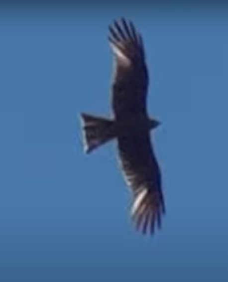 Black Kite - ML244491261