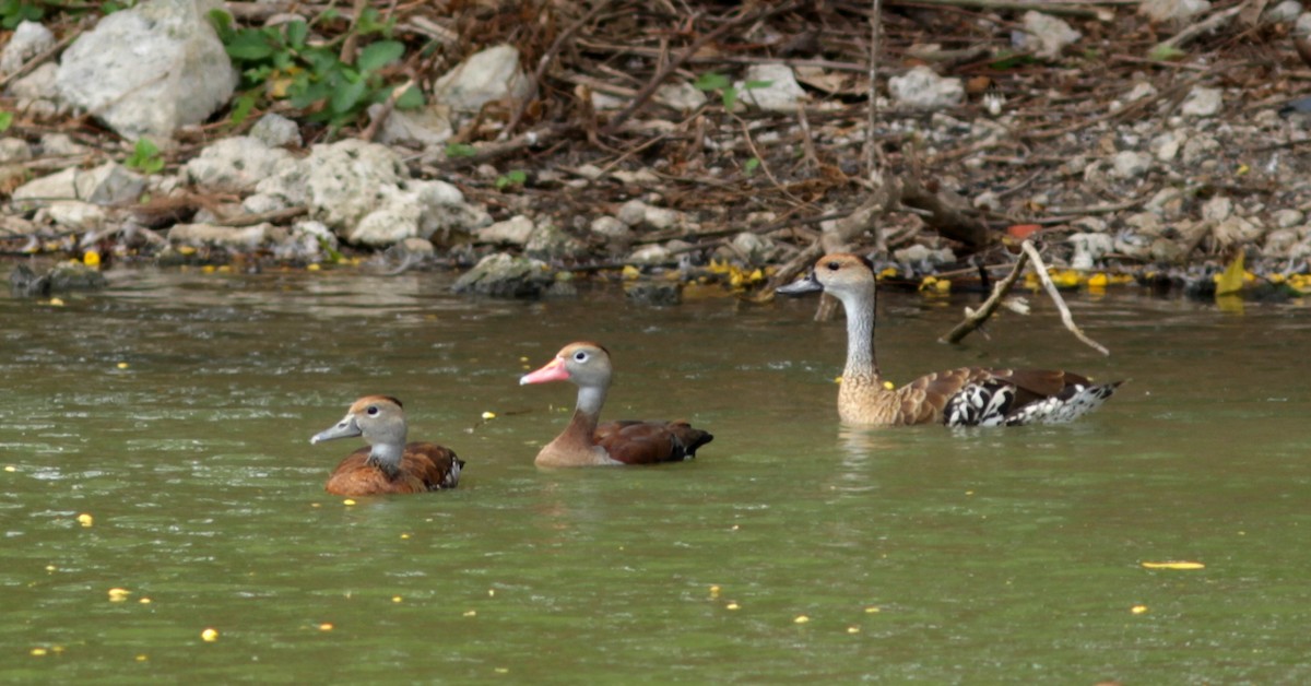 Black-bellied x West Indian Whistling-Duck (hybrid) - Anthony Levesque