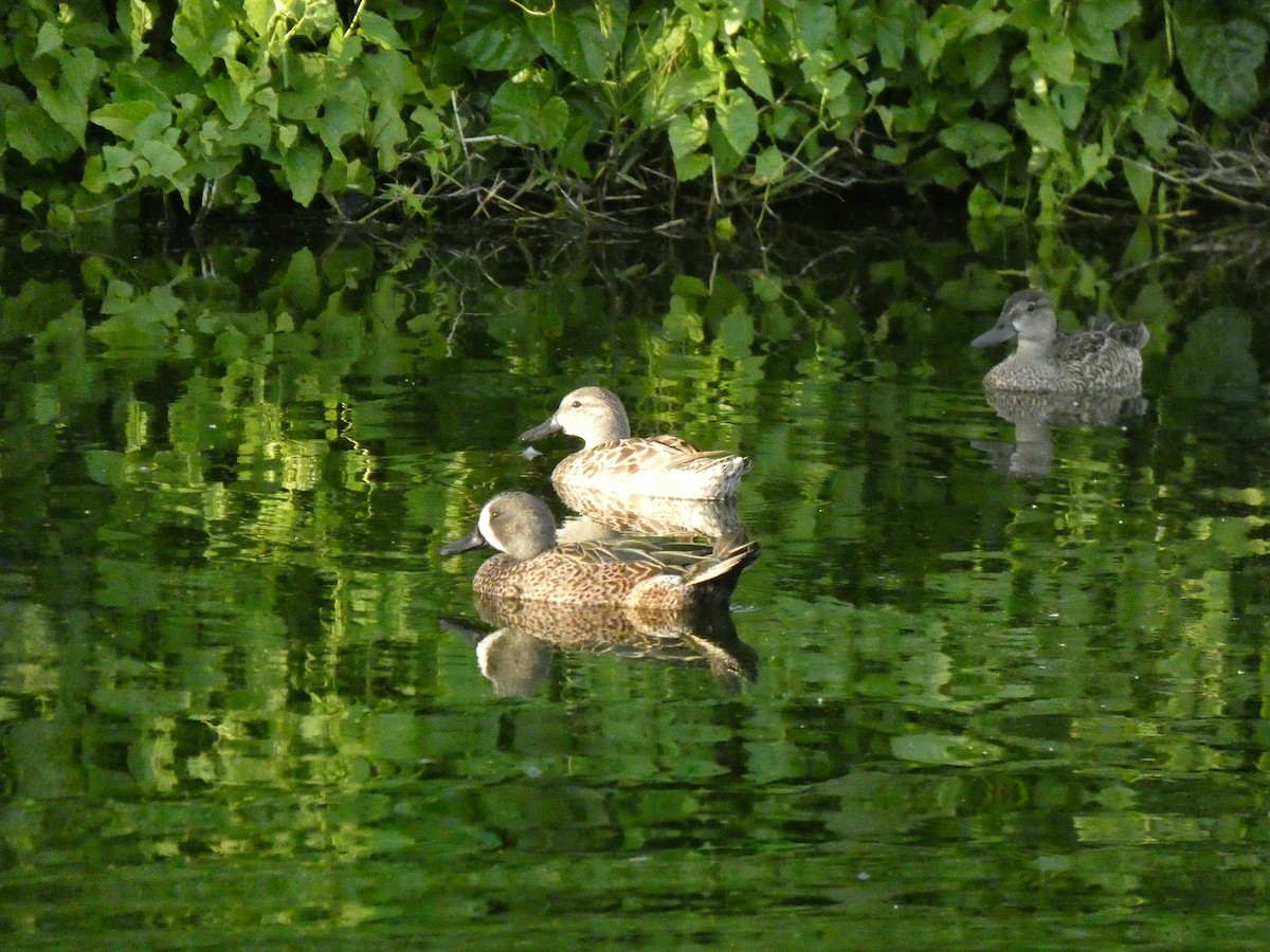 Blue-winged Teal - ML244493451