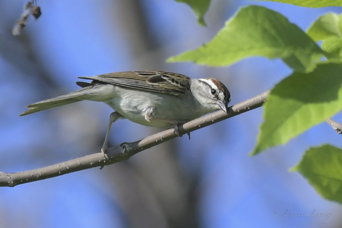 Chipping Sparrow - ML244493781