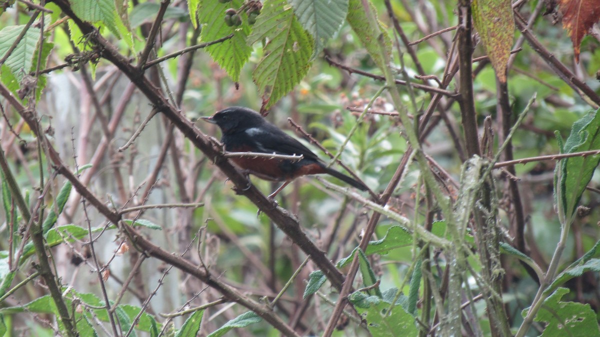 Merida Flowerpiercer - Luis Angel Nino Barreat