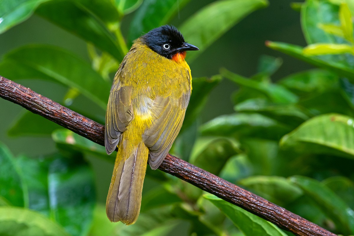 Flame-throated Bulbul - ML244494251