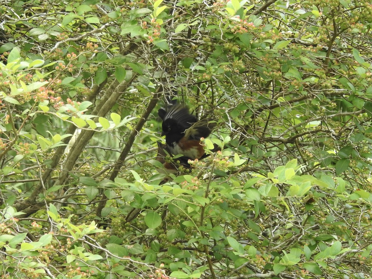 Eastern Towhee - ML244494441