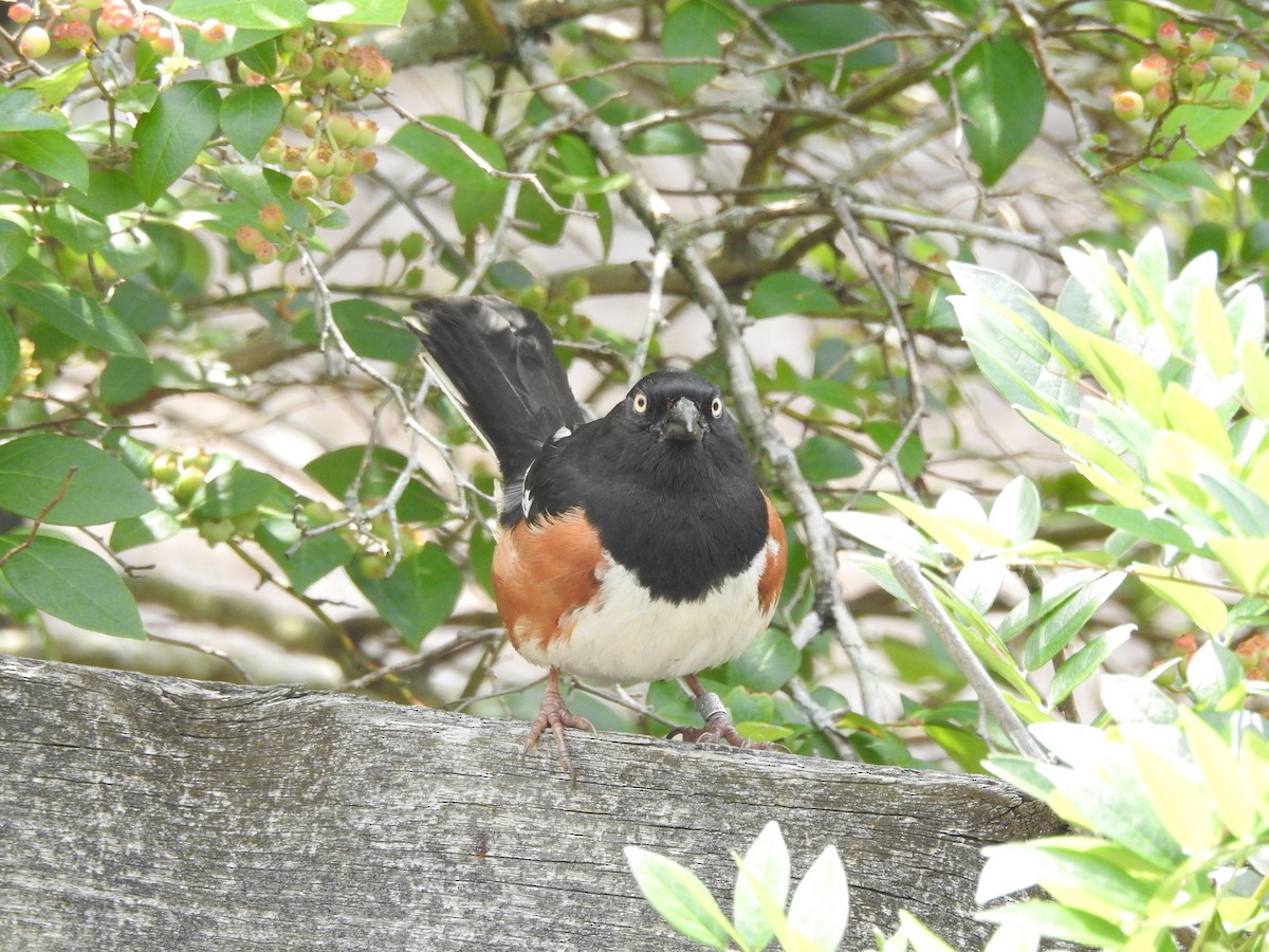 Eastern Towhee - ML244494451