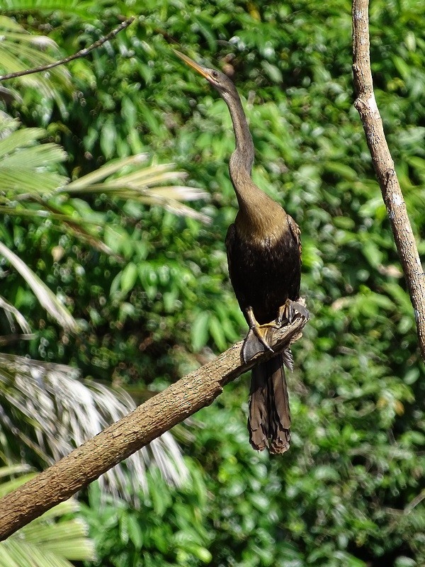 Anhinga - Ralph Akkermans