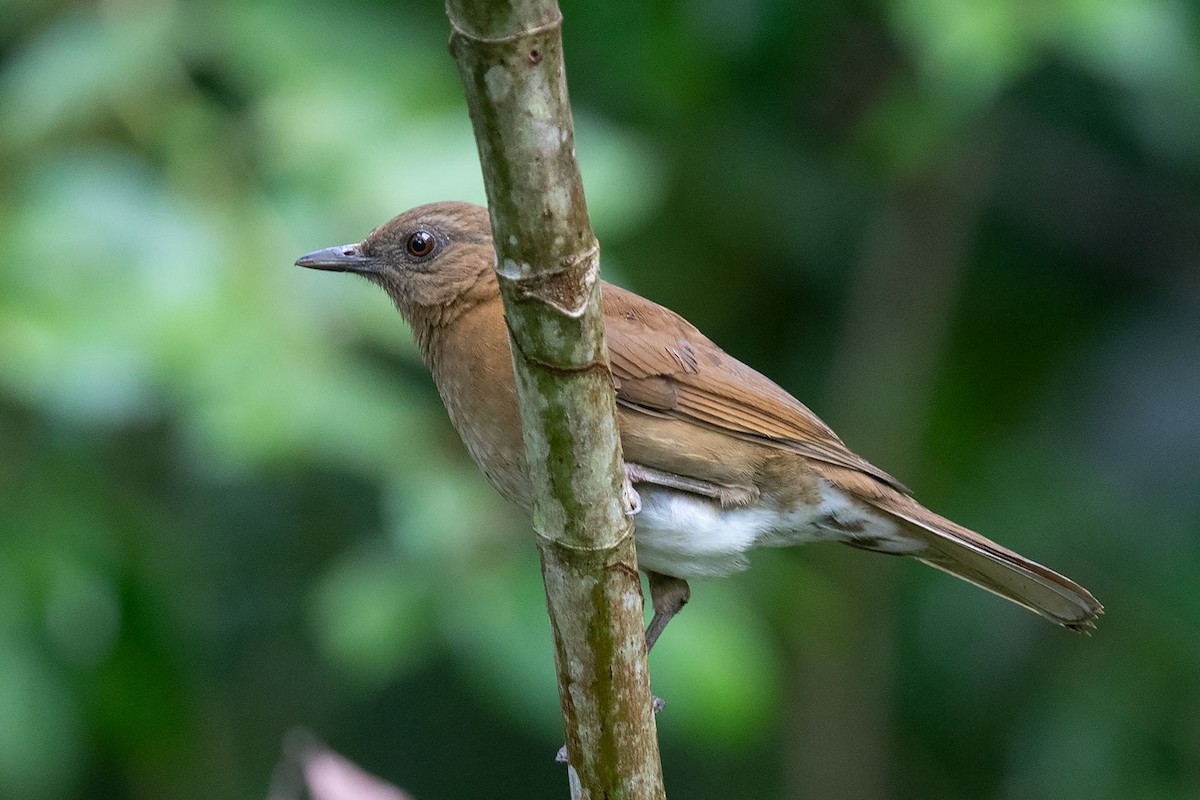 Hauxwell's Thrush - ML244495931