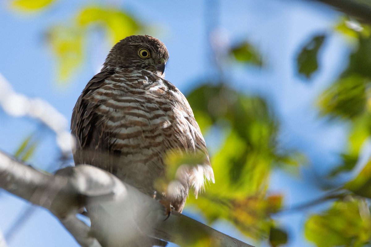 Collared Sparrowhawk - ML244498111