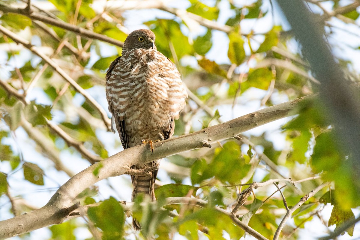 Collared Sparrowhawk - ML244498131