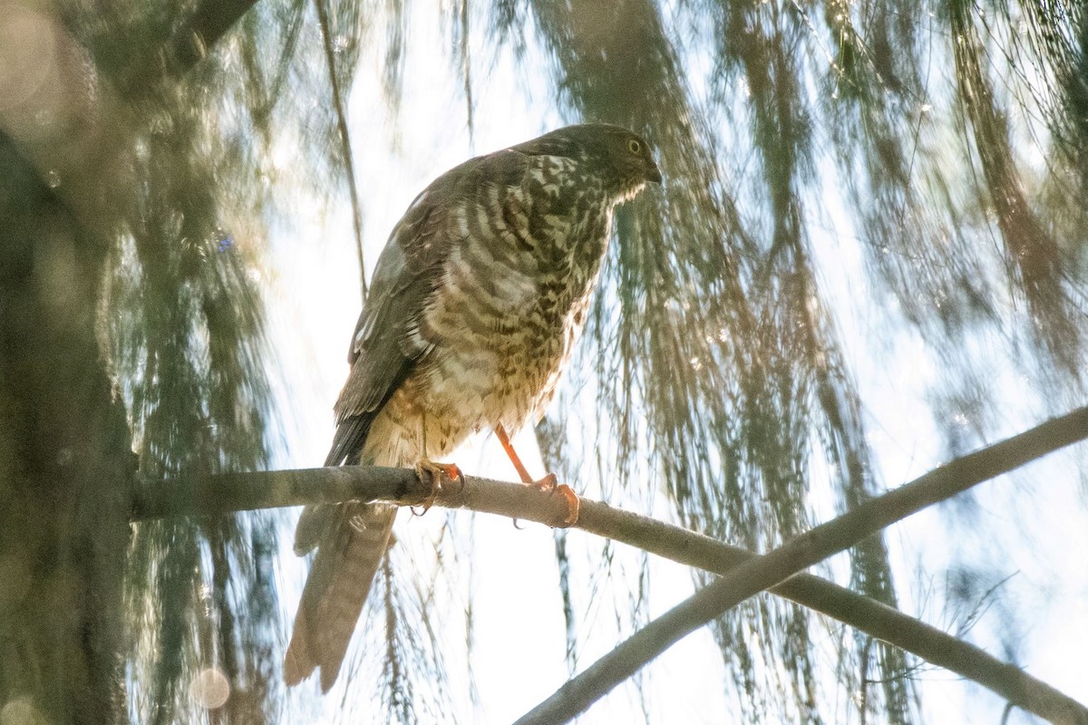 Collared Sparrowhawk - ML244498141
